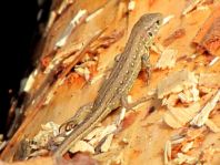 Eidechse, Lacerta