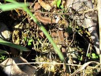 Zauneidechse, Lacerta agilis