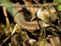 Zauneidechse, Lacerta agilis