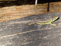Lacerta agilis