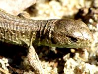 Eidechse, Lacerta