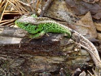 Lacerta agilis