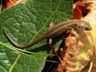 Eidechse, Lacerta