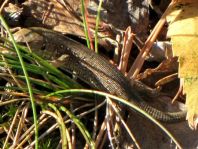 Eidechse, Lacerta
