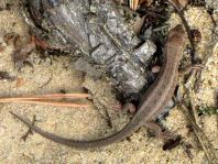 Eidechse, Lacerta