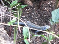 Eidechse, Lacerta