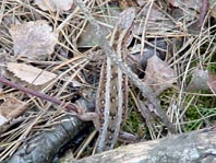Lacerta agilis