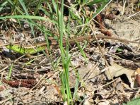 Eidechse, Lacerta