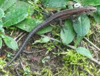 Eidechse, Lacerta