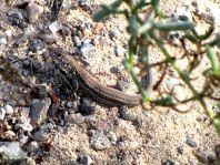 Atlantische Eidechse, Gallotia atlantica