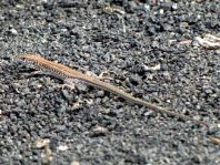 Atlantische Eidechse, Gallotia atlantica