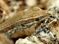 Atlantische Eidechse, Gallotia atlantica