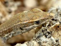 Atlantische Eidechse, Gallotia atlantica