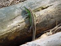 Lacerta agilis