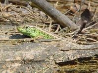 Lacerta agilis