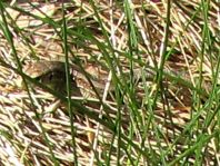 Eidechse, Lacerta
