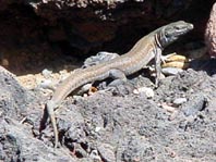 Atlantische Eidechse, Gallotia atlantica
