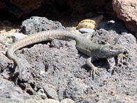 Atlantische Eidechse, Gallotia atlantica