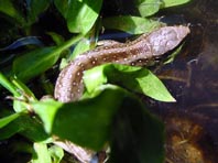 Lacerta agilis