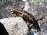 Lacerta agilis