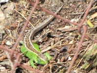 Eidechse, Lacerta