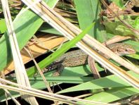Eidechse, Lacerta