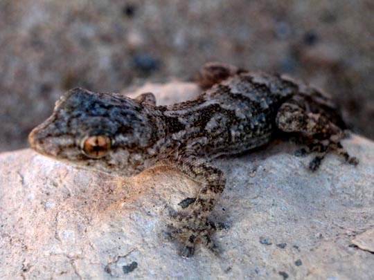 Kanarischer Mauergecko, Tarentola angustimentalis