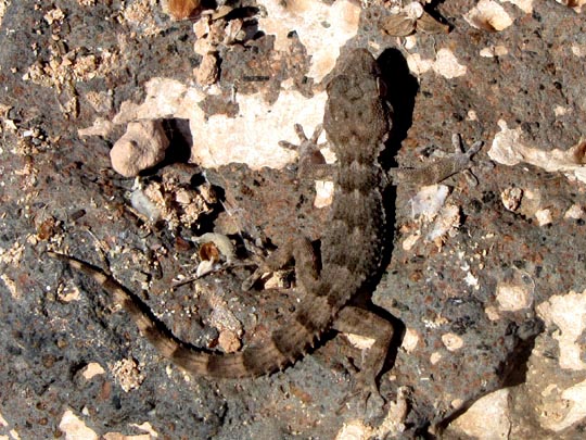 Kanarischer Mauergecko, Tarentola angustimentalis