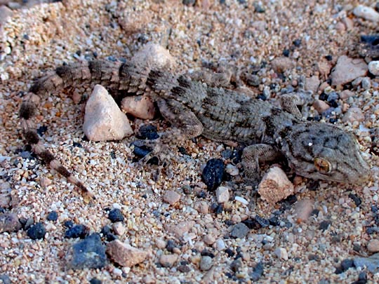 Kanarischer Mauergecko, Tarentola angustimentalis