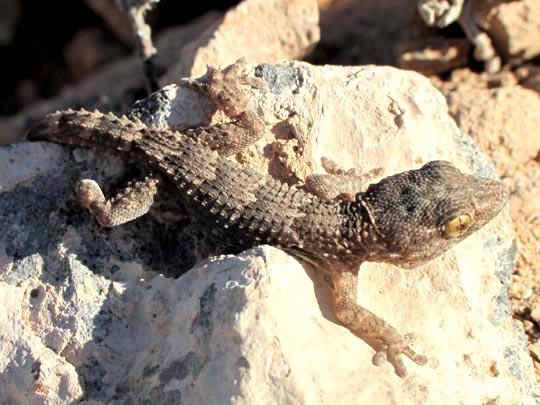Kanarischer Mauergecko, Tarentola angustimentalis