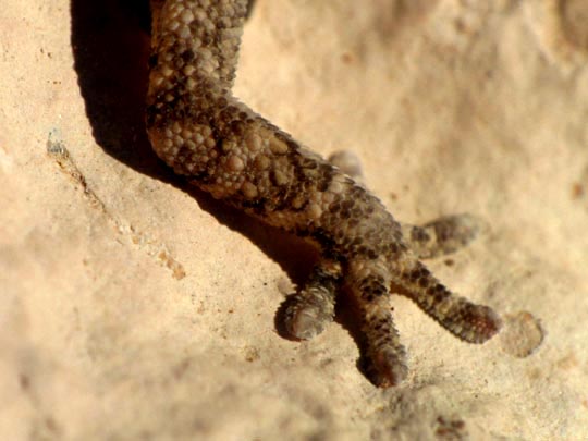 Kanarischer Mauergecko, Tarentola angustimentalis