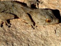 Kanarischer Mauergecko, Tarentola angustimentalis