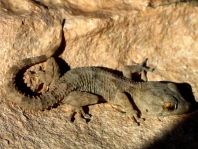 Kanarischer Mauergecko, Tarentola angustimentalis