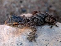 Kanarischer Mauergecko, Tarentola angustimentalis