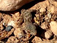 Kanarischer Mauergecko, Tarentola angustimentalis