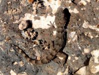 Kanarischer Mauergecko, Tarentola angustimentalis