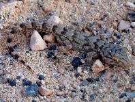 Kanarischer Mauergecko, Tarentola angustimentalis