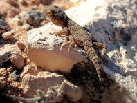 Kanarischer Mauergecko, Tarentola angustimentalis