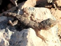 Kanarischer Mauergecko, Tarentola angustimentalis