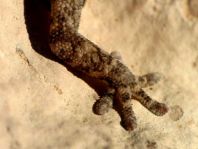 Kanarischer Mauergecko, Tarentola angustimentalis