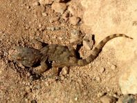 Kanarischer Mauergecko, Tarentola angustimentalis