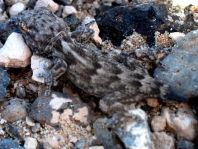 Kanarischer Mauergecko, Tarentola angustimentalis