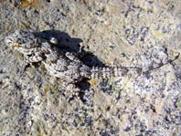 Kanarischer Mauergecko, Tarentola angustimentalis