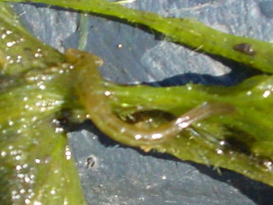 Teichmolch, Triturus vulgaris