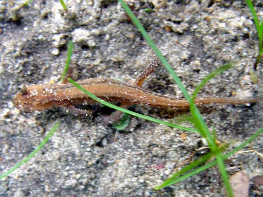 Molch, Triturus vulgaris