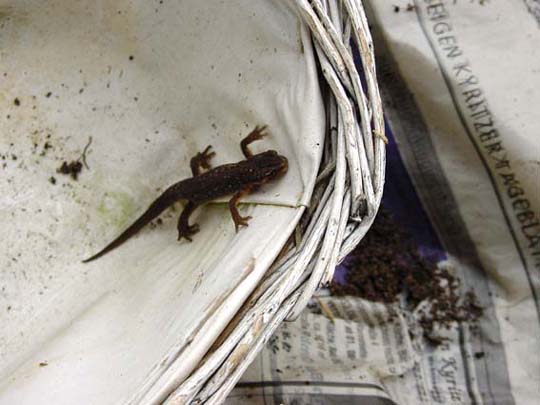 Molch, Triturus vulgaris