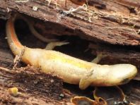 Teichmolch, Triturus vulgaris