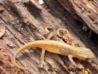 Teichmolch, Triturus vulgaris