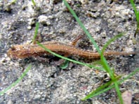 Teichmolch, Triturus vulgaris