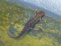 Teichmolch, Triturus vulgaris